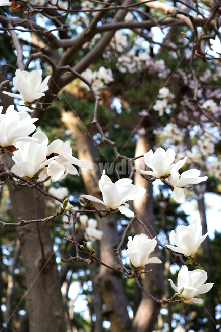 봄꽃,꽃배경,목련,beautiful,blossom,flowerbackground,garden,magnoliatree,nature,outdoor,park,pink,plant,season,sky,spring,tree,white,식물,자연,plants,nature,꽃,flower