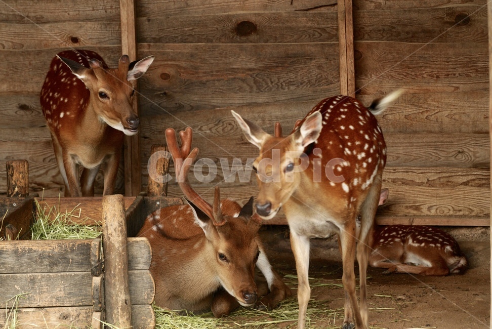 사슴,꽃사슴,동물,가족,순하다,animal,deer,family,mild
