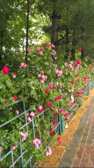 장미,장미넝쿨,장미다발,이쁜장미,장미가로수
