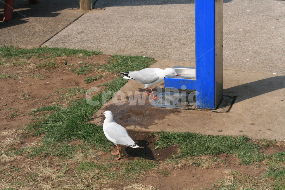 animal,동물,bird,새,갈매기,seagull