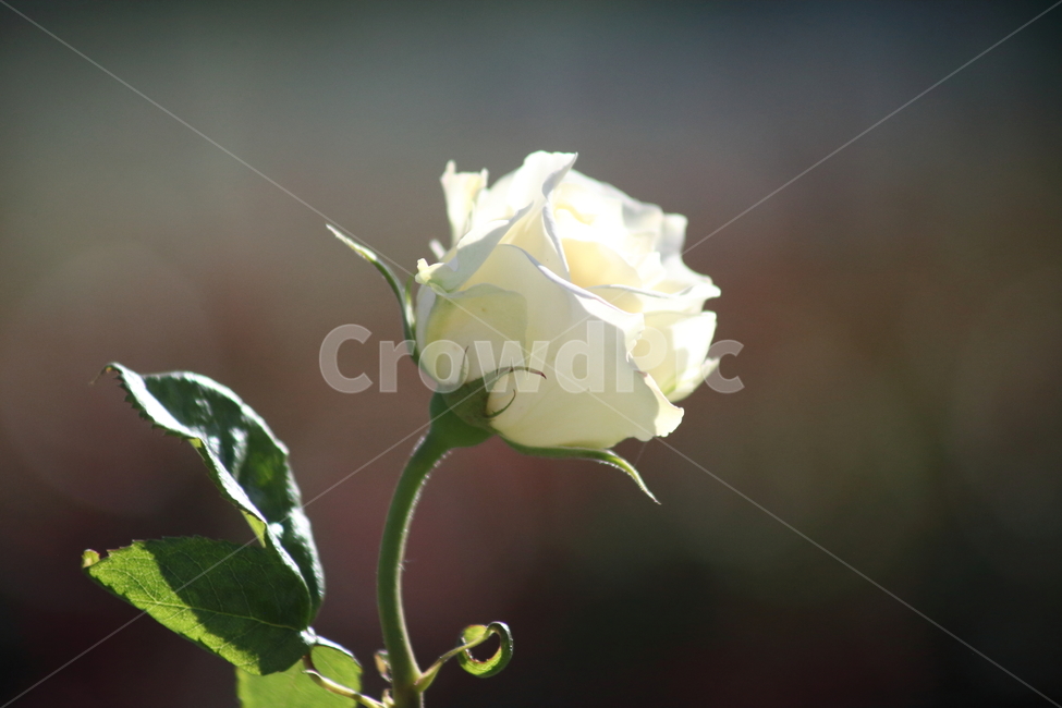 장미,꽃,덩굴식물,정원수,rose