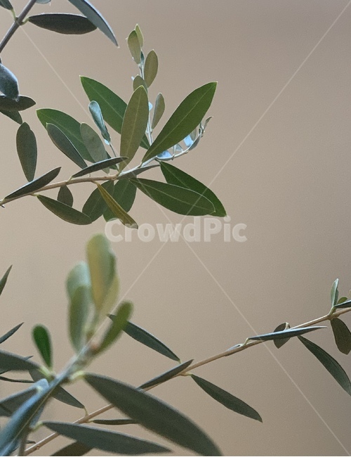 leaf,잎,식물,올리브,나무,베이지
