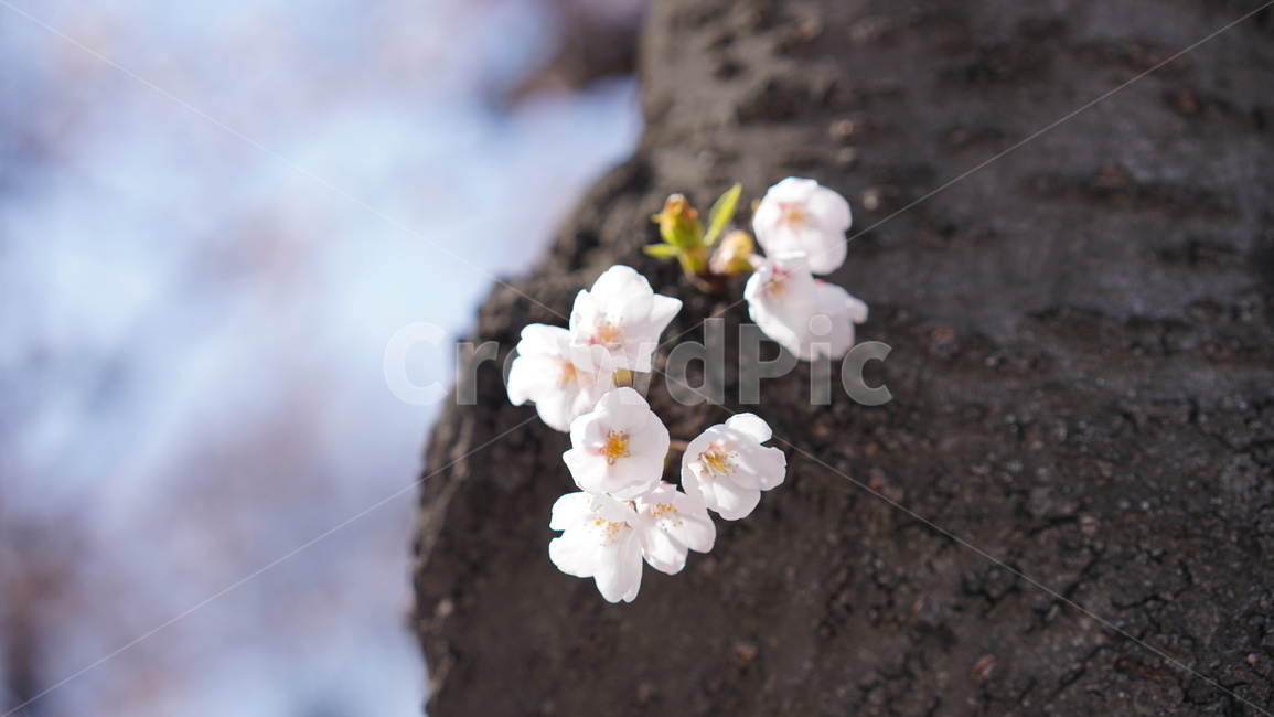 벚꽃,cherryblossom,벚꽃나무,봄꽃,식물,자연,나무
