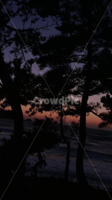 해변,바다,바닷가,일몰,노을,자연,모래,흙,하늘,나무,붉은하늘,sky,식물