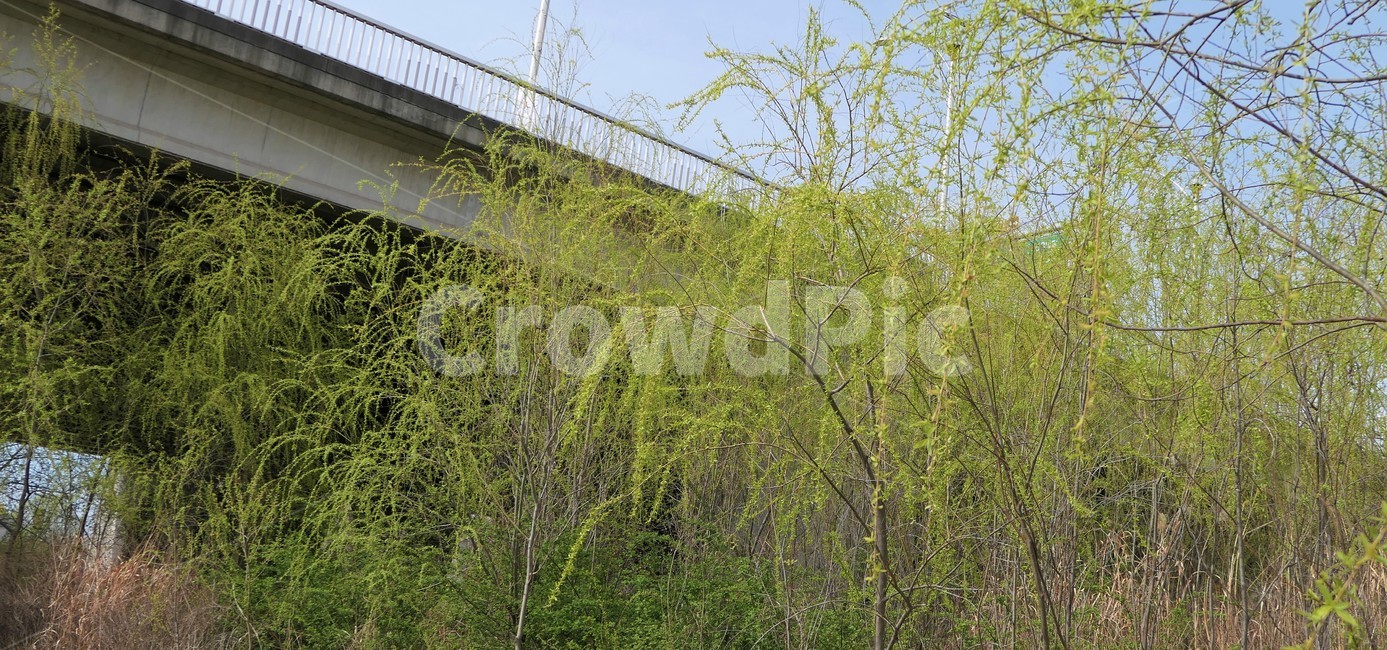 자연,샛강,봄,나무,풀,꽃,초록,숲,식물,자연,plants,nature