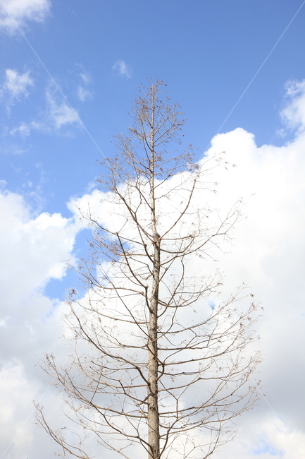 하늘,자연,나무,tree,sky,풍경,nature,구름,cloud,앙상한가지,식물,자연,plants,nature,나무,trees,wood