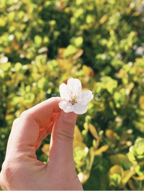 벚꽃,봄,cherryblossom,blossom,flower,꽃,봄꽃,spring,꽃잎,식물,자연,plants,nature,꽃,flower,신체일부,몸,body