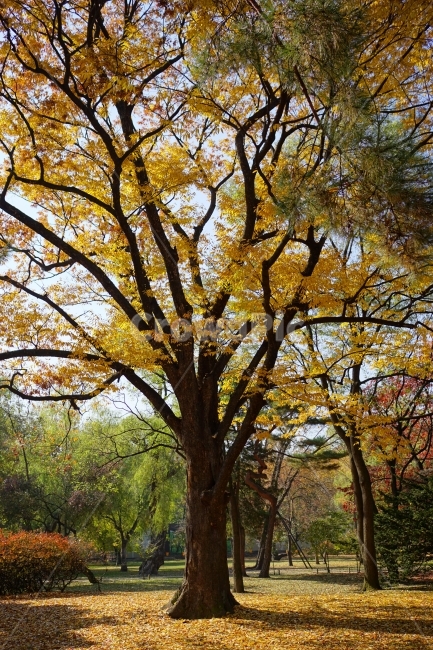 가을,autumn,fall,season,계절,단풍,나무,나뭇가지,이파리,단풍잎,자연,nature,tree,산림,삼림,숲,숲속,낙엽,한국자연,11월,November,풍경,landscape,경치,스냅,스냅사진,snap,snapshot,감성,감성사진,느낌,feel,분위기,공원,산책,잎사귀,가을,계절,fall,autumn,season,식물,자연,plants,nature,나무,trees,wood,tree trunk,나무 줄기,plant