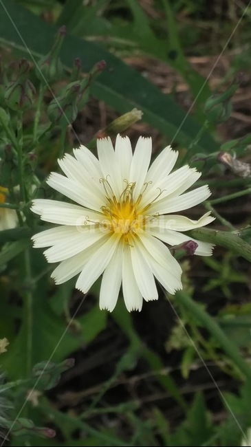 꽃,식물,꽃잎,흰색꽃,흰꽃,자연,정원,flower,들꽃