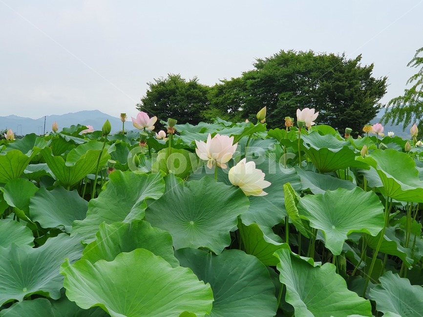 식물,leaf,잎,연꽃,연잎,plant