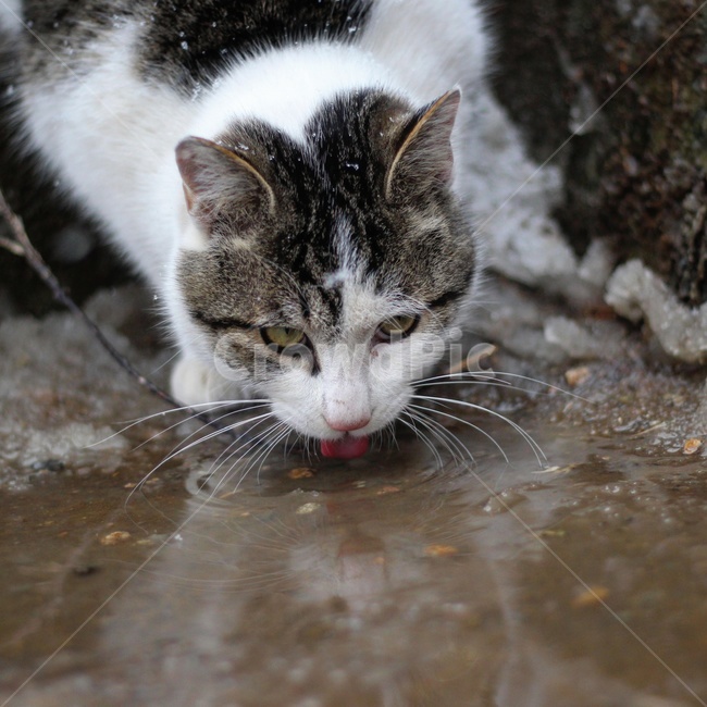 Meow,cat,Drink water,Countryside,animal