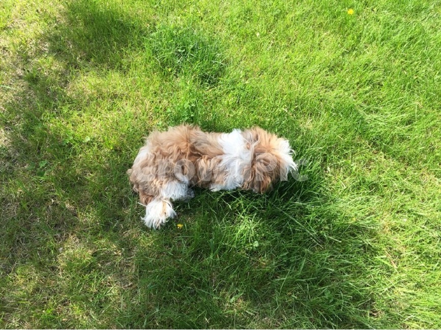 동물,pet,애완동물,잔디,식물,산책,dog,나른한오후
