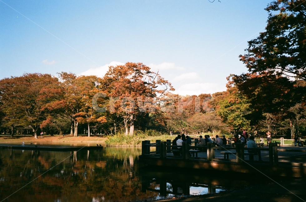 공원,풍경,나무,숲,자연,가을,계절,fall,autumn,season,자연,풍경,nature,landscape,water,물,outdoors,옥외