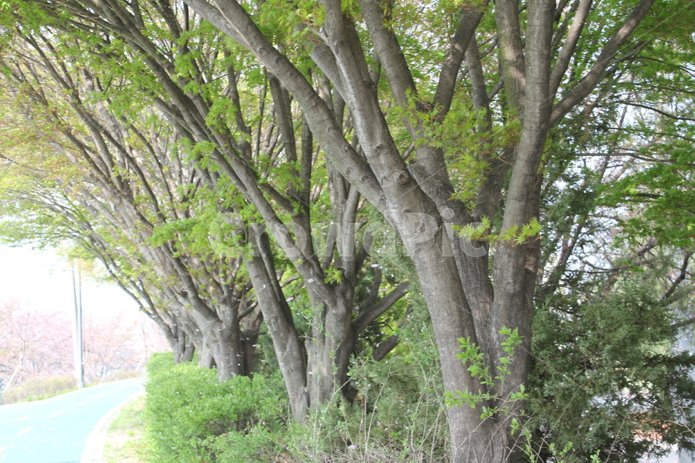 꽃,봄,식물,자연,풍경,식물,자연,plants,nature,나무,trees,wood