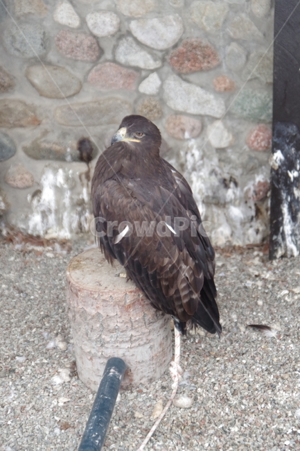 새,독수리,동물원,알마티,카자흐스탄,맹금류,eagle,birds,zoo,almaty,kazakhstan