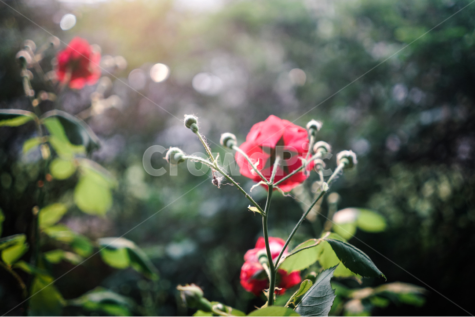 장미,꽃,봄,감성,햇살,5월,rose,flowers,spring,sun,light,emotion,봄,계절,spring,season,식물,자연,plants,nature,꽃,flower,감성,sensible,feeling,휴식,힐링,rest,relaxation,healing,plant,blossom,geranium,제라늄