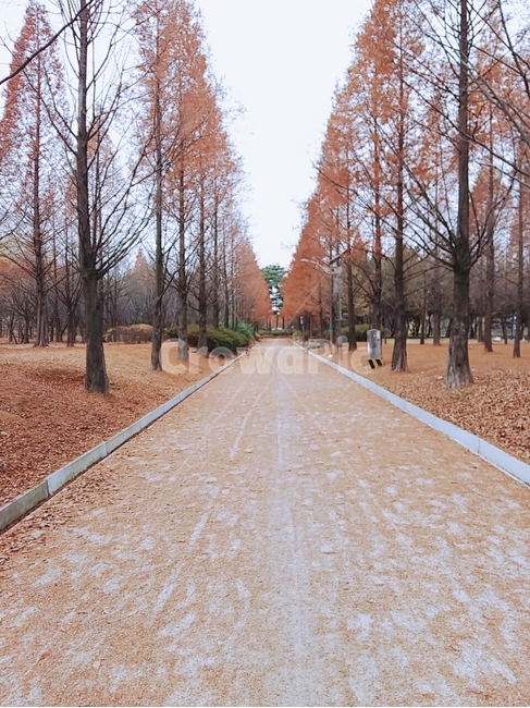가을길,숲길,단풍,가을,가을나무,자연,풍경,분위기,쓸쓸한