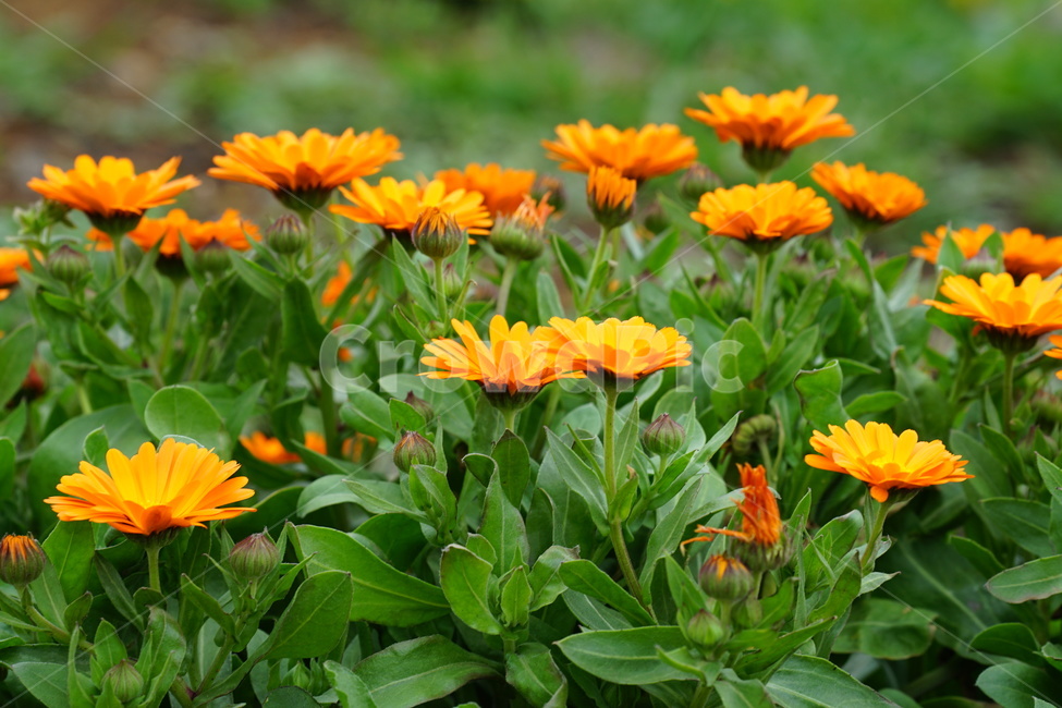 제주도,비,감성,주황,초록,식물,자연,plants,nature,꽃,flower