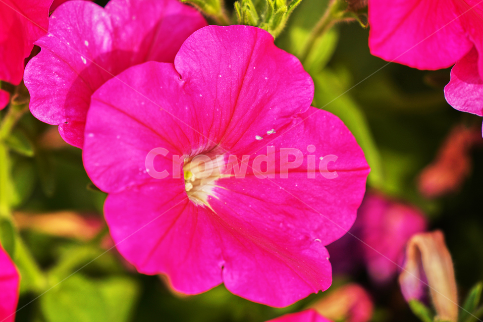 꽃,여름,식물,자연,나들이,식물,자연,plants,nature,꽃,flower
