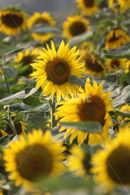 plant,식물,blossom,꽃,해바라기,식물,자연,plants,nature,꽃,flower