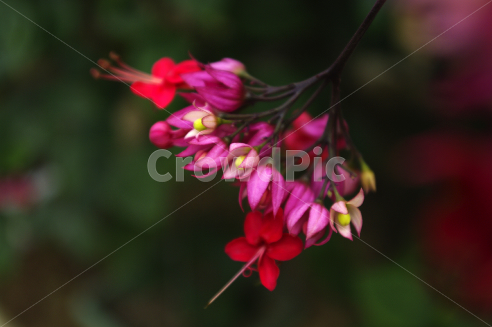 꽃,식물,flower,plant,덴드롬,식물,자연,plants,nature,꽃,flower
