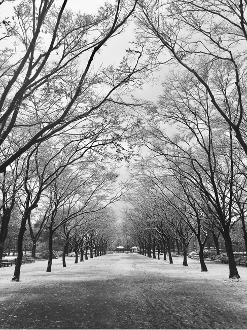 눈길,겨울,나무,눈꽃,길,winter