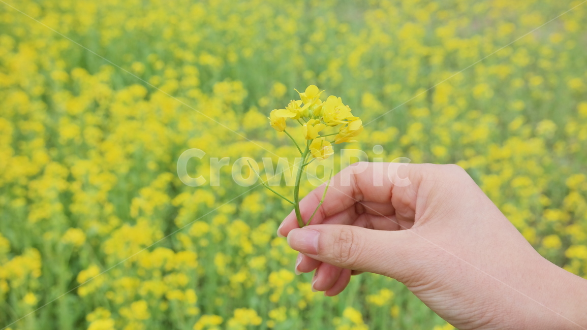 유채꽃,유채,노랑,식물,rapeflower,꽃,자연,풍경,봄꽃,yellow,plants,flowers,nature,landscape,spring,봄,계절,spring,season,식물,자연,plants,nature,꽃,flower