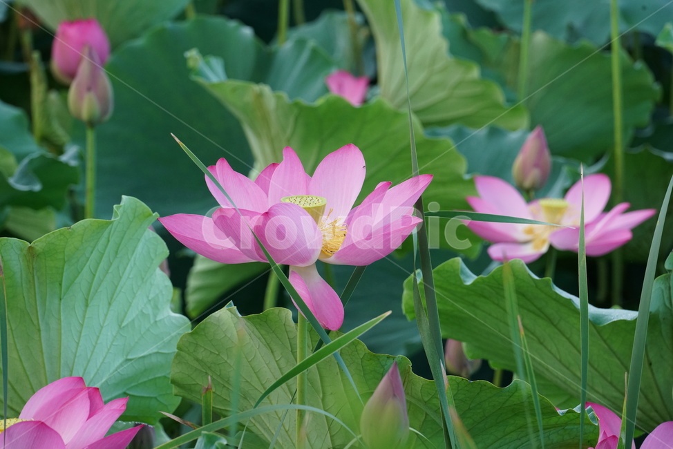 연꽃,수초,식물,lotus,땅속줄기,담수초,수중식물,수련과,련꽃