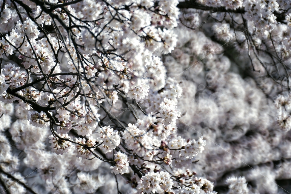 봄,벚꽃,블라썸,꽃,봄향기,lonely,외로움,photo,beauty,쓸쓸함,고독,그리움,감성사진,picoftheday,photooftheday,photos,pic,gallery,picture,photograghy,breakup,이별,커피,coffee,cafe,카페,낭만,식물,자연,plants,nature,봄,계절,spring,season,꽃,flower,plant,blossom