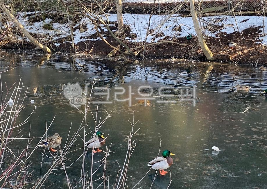 Friendliness,cute duck,canada parks,lake,canada duck,Good relationship