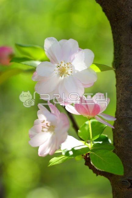 spring,spring flowers,green,color,appletree,crabapple,flower apple,apple tree