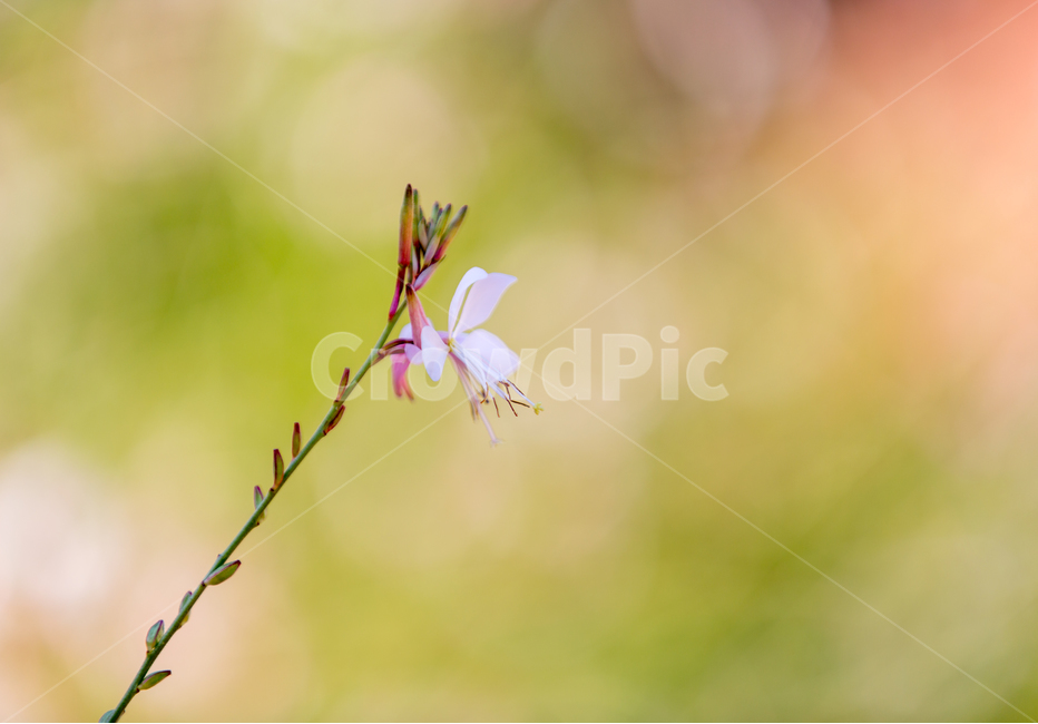 꽃,배경화면,background,가을,계절,autumn,식물,자연,nature,flower,꽃,flower