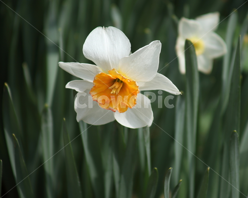 수선화,꽃,봄,narcissus,daffodil,식물,자연,plants,nature,꽃,flower