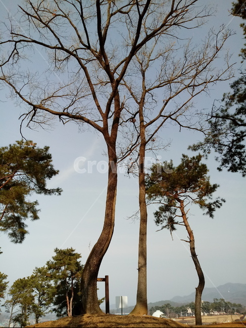나무,나무가지,wood,잔디,소나무,경치,tree
