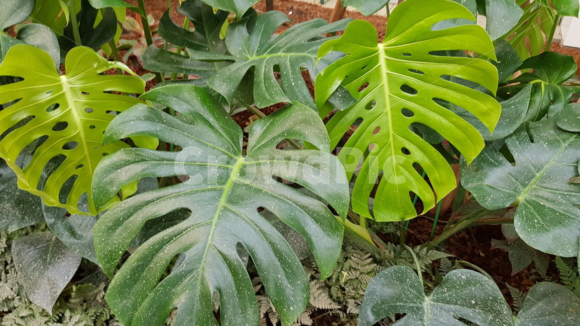 식물,잎,leaf,plant,몬스테라