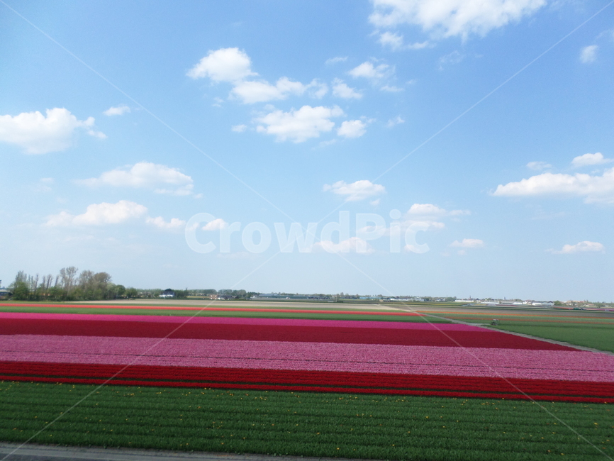 튤립,네덜란드,tulip,flower,color