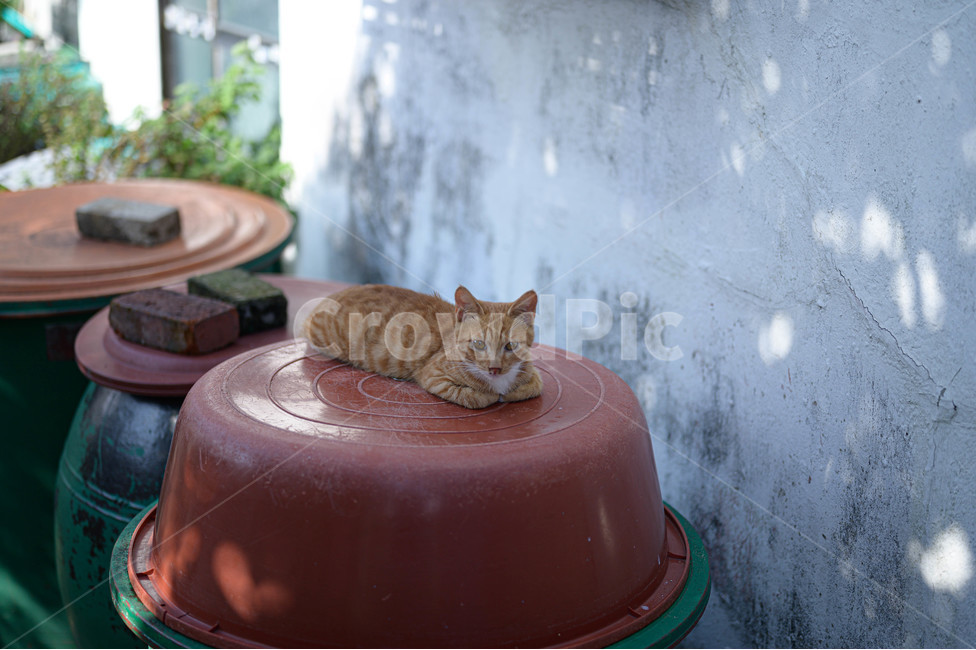 고양이,cat,동물,집고양이,animal,길고양이,시골,시골고양이,동물,animal,포유류,mammal,고양이,cat,kitten,kitty