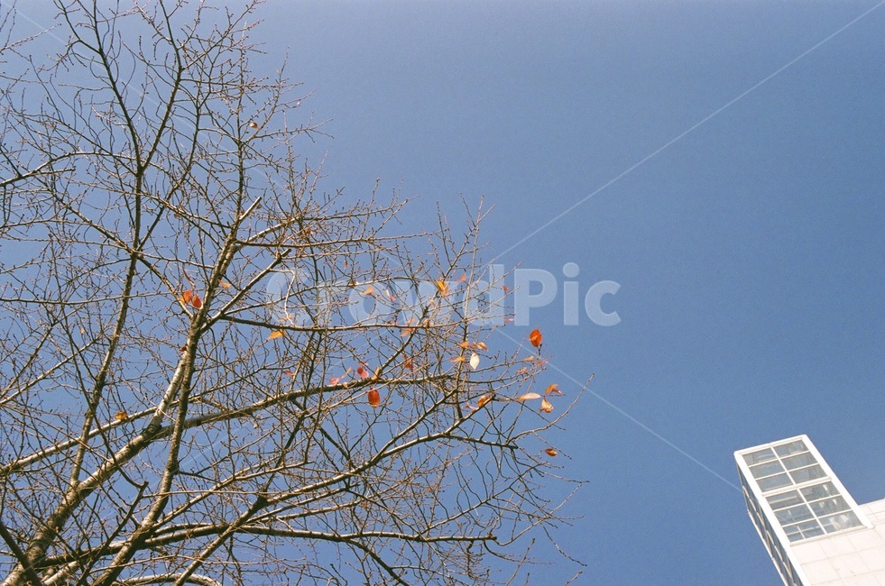 하늘,나무,겨울나무,겨울,겨울하늘,아파트,sky,tree,wintertree,wintersky