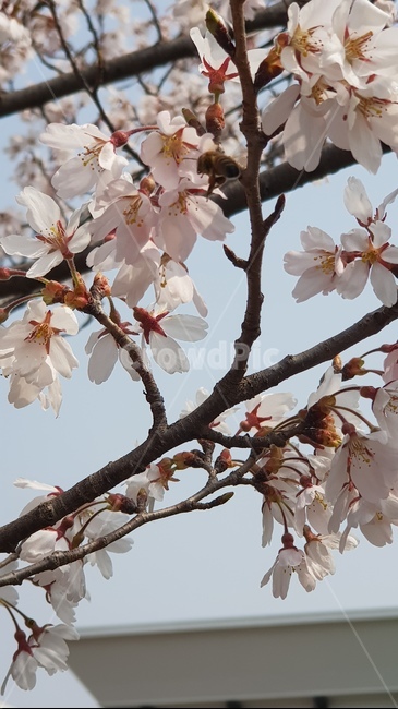 벚꽃,flower,blossom,꽃,plant