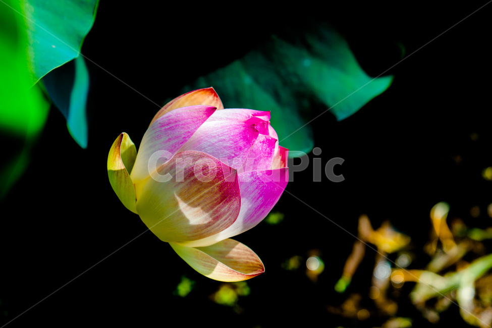 연꽃봉오리,문양,문의,연잎,습지,연못,식물,자연,plants,nature,꽃,flower