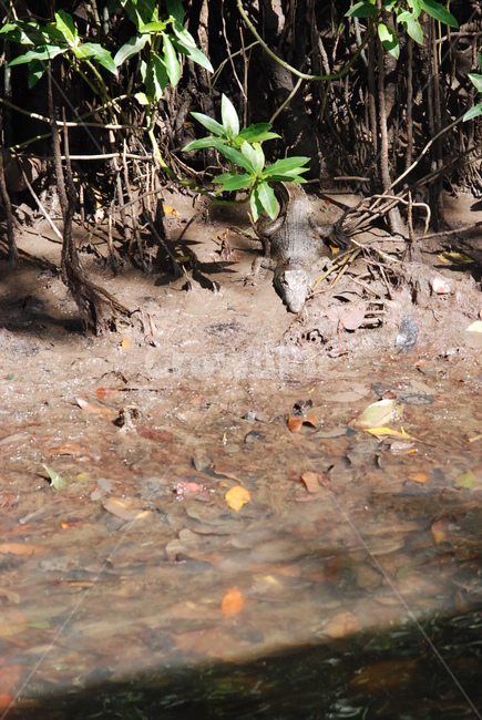 악어,crocodile,alligator,daintree,열대우림,정글,jungle,rainforest