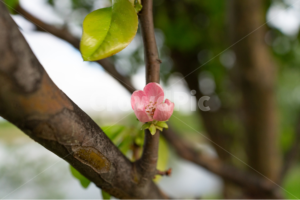 나무,꽃,예쁘다,tree,flower,봄,계절,spring,season,식물,자연,plants,nature,꽃,flower,plant