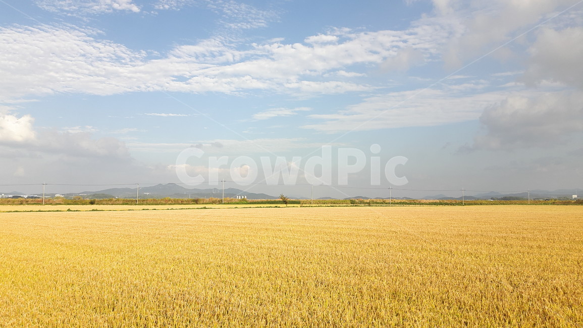추수,가을,논,풍경,자연,구름,하늘,sky,nature,fall,논길,벼,시골,자연,풍경,nature,landscape,산업,industry,industrial,농업,농사,agriculture,farming,farming industry,field,들,grassland,목초지,outdoors,옥외