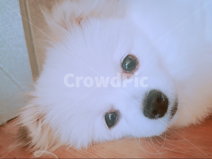 반려견,강아지,귀여운강아지,반려동물,강아지눈,개,dog,동물,animal,포유류,mammal,개,강아지,dog,doggy