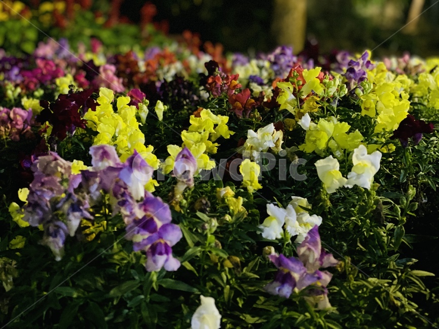 plant,식물,flower,꽃,blossom,식물,자연,plants,nature,꽃,flower