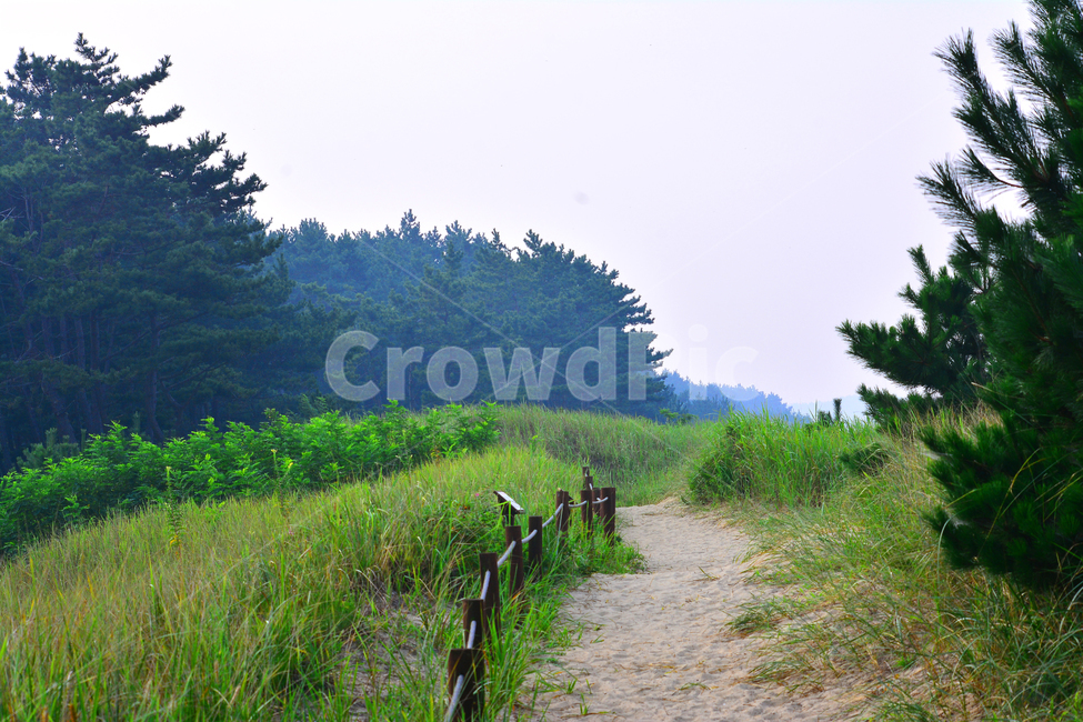 힐링,오솔길,소나무,솔숲길,시즌,계절,자연,녹색,그린,배경,바탕,백그라운드,인적없는,원시,청정,순수,나무,숲,오염없는,걷고싶은,산책,숲길,피톤치드,평화로운,휴식,쉼,레저,healing,pinetree,road,nature,green,바닷가숲길,forest,자연,풍경,nature,landscape