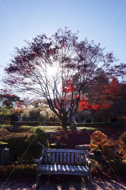 단풍,가을,나무,식물,수목원,정원,공원,숲,tree,plant,autumn,fall,가을,계절,fall,autumn,season,식물,자연,plants,nature,나무,trees,wood