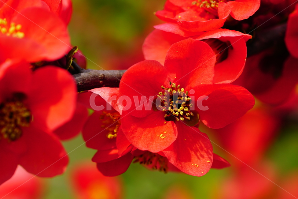 명자나무꽃,명자나무,산당화,봄,봄꽃,꽃,플라워,flower,spring,4월,april,장미과,명자꽃,식물,plants,chaenomelesspeciosa,붉은,접사,클로즈업,closeup,붉다,붉은꽃,빨간꽃,red,빨강,macrophotography