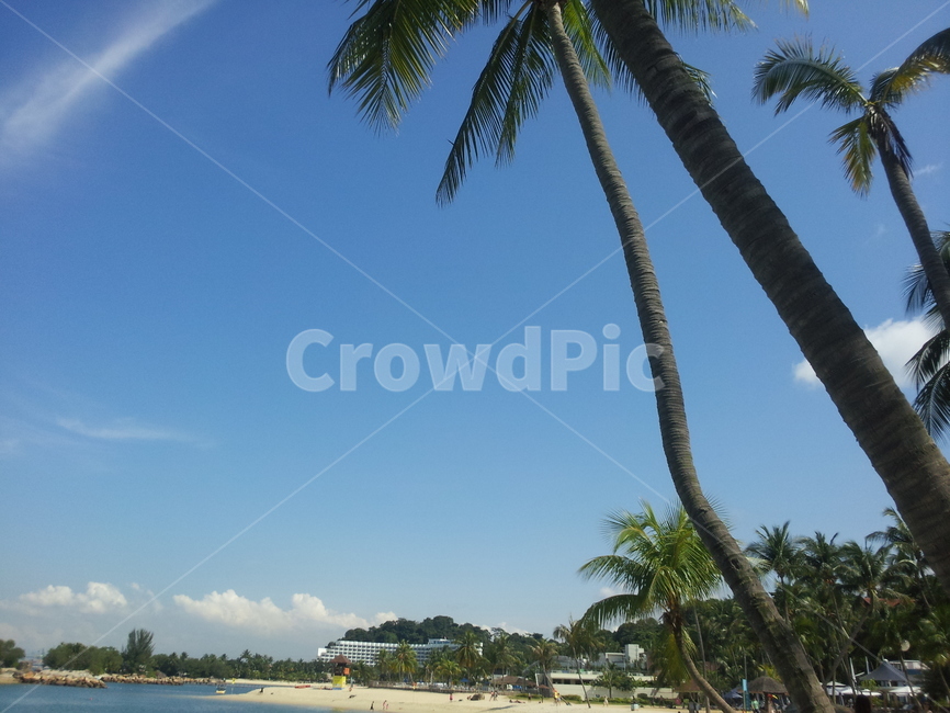 센토사섬,센토사,해변,야자수,동남아,싱가포르,싱가폴,singapore,sentosa,섬,평화,휴가,바다,island,peace,vacation,holiday,sea,beach,palmtree,자연,풍경,nature,landscape,summer,여름