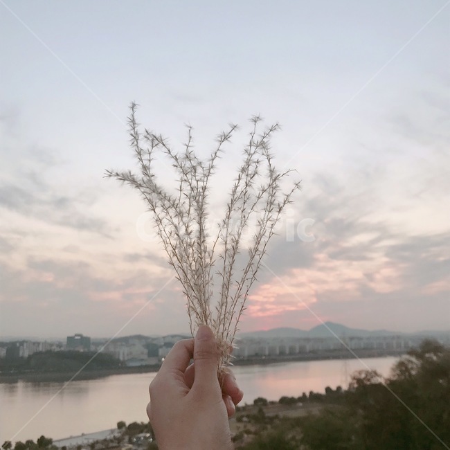 억새,식물,plant,손,하늘,노을,sky,hand